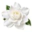 Gardenia