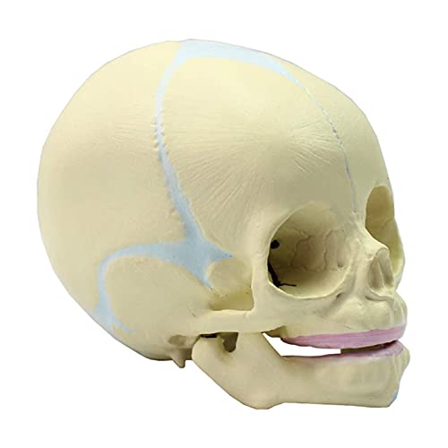 Modelo anatómico de calavera de feto humano, modelo anatómico de calavera infantil de 30 semanas, réplica realista de la cabeza fetal para estudio médico