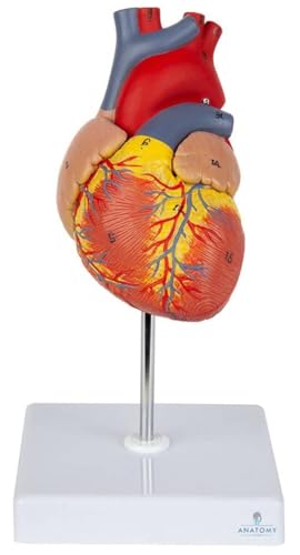 Image of ✮ Heart Model (Life-Size) - Extremely Premium And Precise ✮ 96% Anatomical Accuracy ✮ Numbered To Show Detailed Anatomical Features ✮ Showing 48 Anatomical Structures ✮With Detailed Study Guide