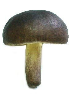 Zimmerman Marketplace Artificial Mushroom, Dark Brown, Box of 12