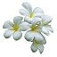 Frangipani Plumeria