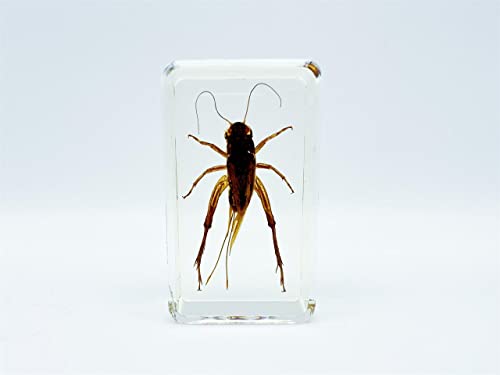 Image of Assorted Styles of Beetle and Insect Specimens, Clear Amber Resin Material Ideal for Kids' Science Education, Collecting, and Home Decoration 2.4″*1.4″*0.7″ (No.45)