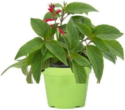 Salvia ananas in pianta cm 14 di vaso