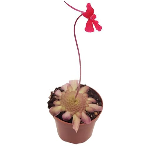 Fangblatt - Pinguicula laueana - rotes Fettkraut - fleischfressende Pflanze im Ø 9 cm Topf - Karnivore für Anfänger