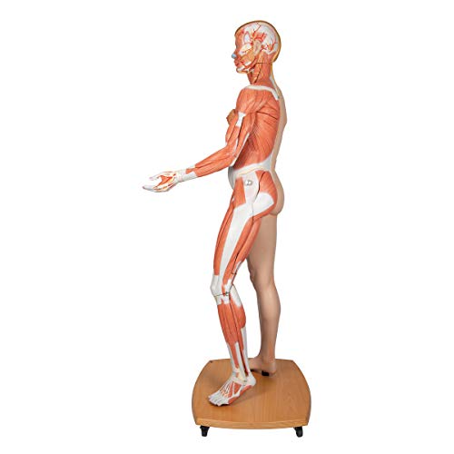 Image of 3B Scientific B53 3B Scientific Life-Size Dual sex Europ. musc. fig. 39-part - 3B Smart Anatomy