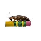 Dubia Roaches – Food for Reptiles, Tarantulas, Bearded Dragons, Geckos, and Insect-Eating Pets – High Protein, Easy to Digest, Healthier Alternative to Crickets (1.25', 200 Count)