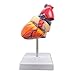 Scientific Human Heart Model: Anatomically Accurate 2-Part Life Size Replica with 34 Anatomical Structures