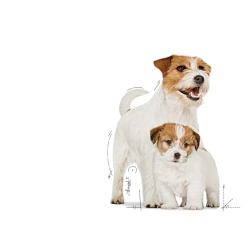 Royal Canin Hundefutter Starter mousse, 195g, 12-er Pack – Ansicht 3