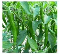 Image of Bigreen Green Chilli Live Plant with Pot | Homegrown Spicy Vegetable Plant for Kitchen Garden | Easy Grow & Harvest | Balcony & Outdoor Gardening - Pack of 1