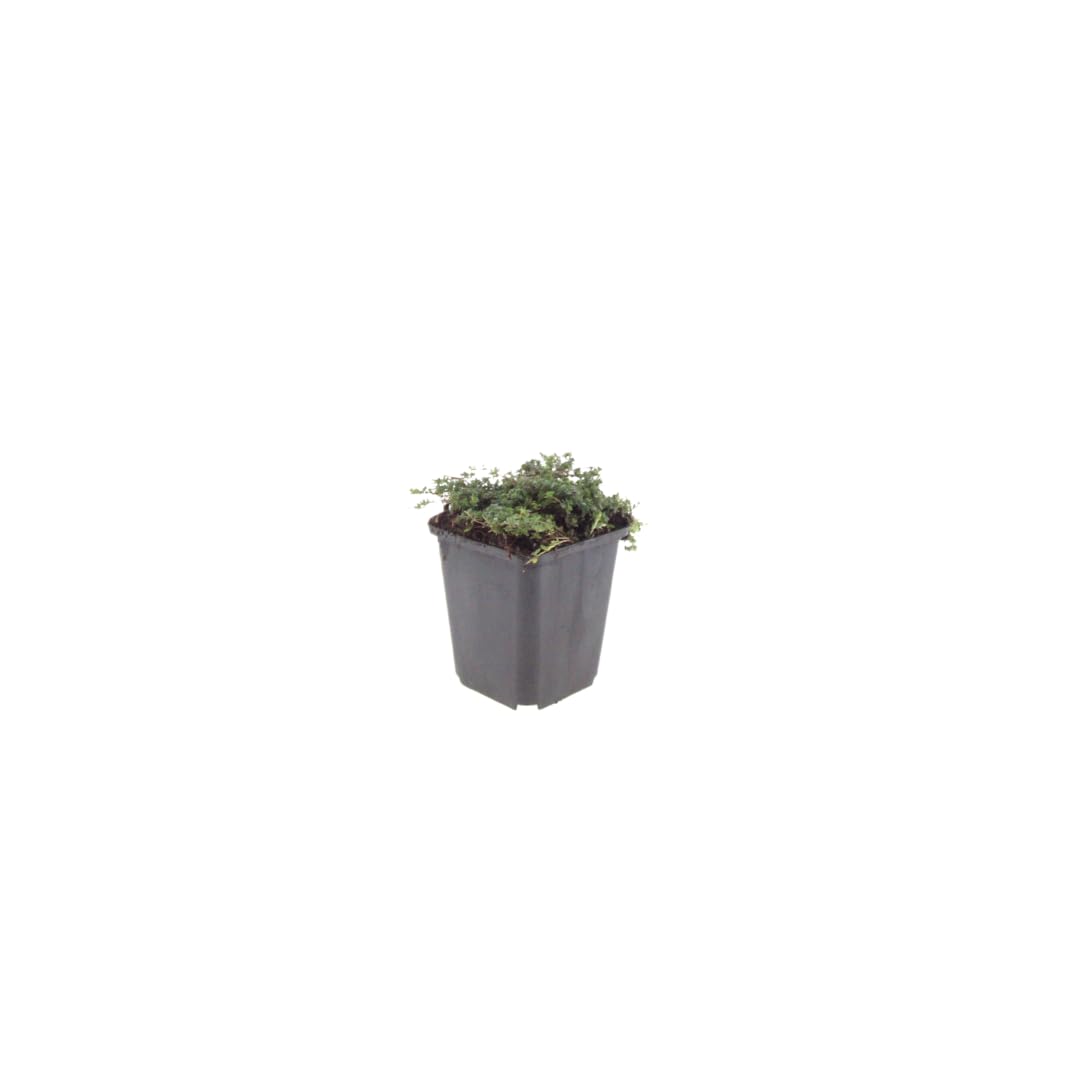 Thymus praecox 'Purple Beauty' | 12 Stück - 10-25cm - Ø9cm - Gartenpflanze