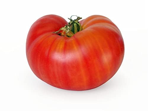 Faimify Red Beefsteak Tomato Seeds, 320 Count (B0DHTF16M9) Amazon Price History, Amazon Price Tracker