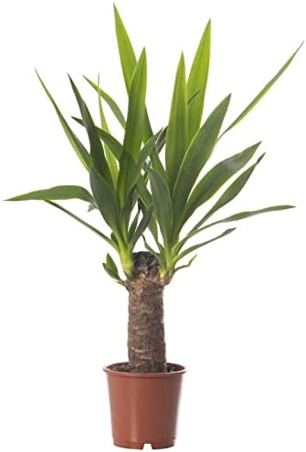 Yucca Elephantipes, große echte Zimmerpflanze, immer grün, hohe Pflanze