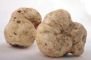 Oregon White Truffle (Tuber oregonense) Oregon White Truffle Mycelium Dried Seeds Spawn Oregon Truffle Spores (0.5 oz / 14 g) by Don Porcini