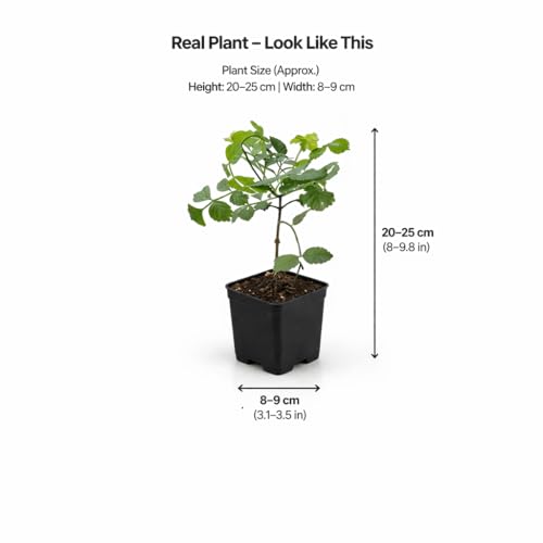 Image of Live Flame Vine Orange Trumpet Vine Creepers & Climbers Flower Plant, Bignonia Pyrostegia Venusta, Live Plant With Black Plastic Pot (TECOMA FLOWER PLANT)