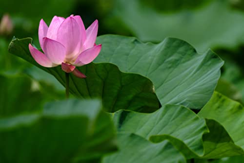 TAMRON 150-500mm F/5-6.7 Di III VC VXD, Objektiv für Fujifilm X-Mount, A057X, schwarz – Bild 7