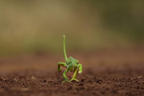 Generic Cowgirl on The Move Fabric Panel - CBY-020, Panel Size is 24” X 17”, Quality Quilting Cotton