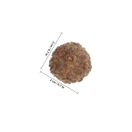 Cáscaras naturales de bellota para manualidades miniatura 2
