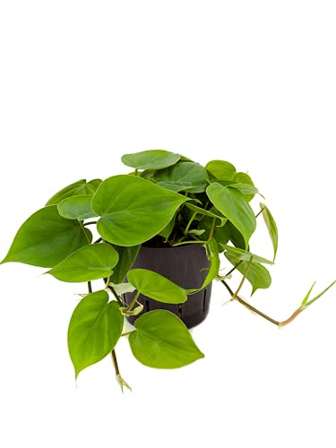 Philodendron SCANDENS Trailing Indoor House or Office Plant | Shade Tolerant