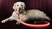 Illumiseen LED Dog Leash - USB Rechargeable - Your Dog Will Be More Visible & Safe - 6 Colors (Red, Blue, Green, Pink, Orange & Yellow) - Perfect to Use with Our Matching Collar (6 Feet, Pink)