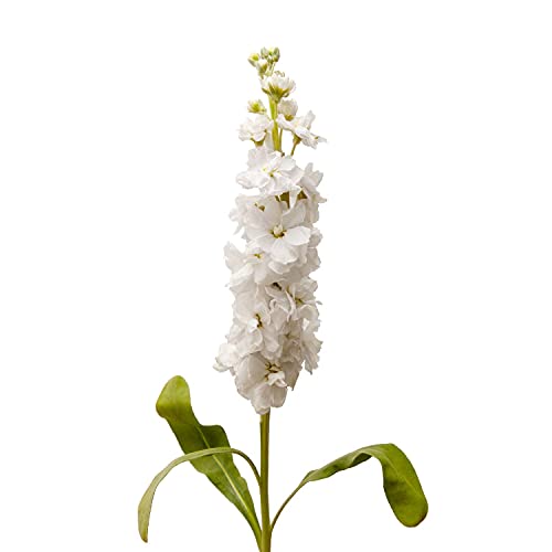 Blooming Expressions Premium Fresh Flower Centerpiece