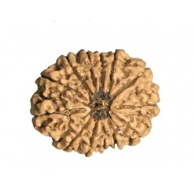 Rudraksha du Népal 13 Mukhi perle rare Ganesha Arts de 22 mm d'une qualité rare