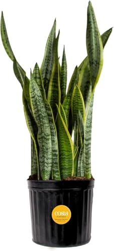 Costa Farms Snake Plant, Live Indoor and Outdoor Sansevieria Plan...