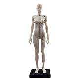 Human Body Musculoskeletal Anatomical Model for Study and Teaching (30CM3)