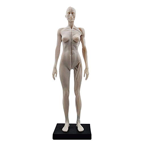 Human Body Musculoskeletal Anatomical Model for Study and Teaching (30CM3)