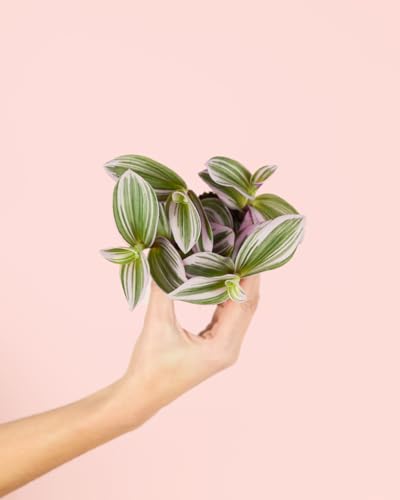 PUR PLANT Tradescantia Nanouk Mini | Planta Natural De Interior Colgante Con Hojas Verdes, Lilas Y Rosadas | Resistente, Purificadora y Fácil De Cuidar | Maceta De Ø6 cm