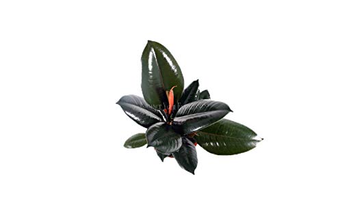 Burgundy Rubber Tree - 6’’ From California Tropicals #TOP1