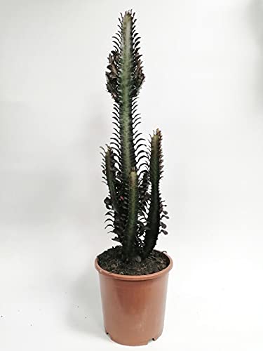Image of XL Euphorbia TRIGONA RUBRA - Desert Candle Cactus - Indoor House Plant in 17cm Pot 60-70cm Tall