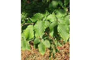 Hornbeam Seeds: Carpinus betula, a Hardy Tree for Ornamental and Hedging Purposes