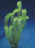 Egeria densa aquatic plant Los