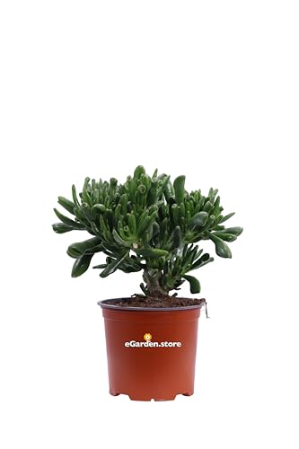 Pianta di Crassula diverse varietà pianta grassa da interno pianta succulente ornamentale vera venduta da eGarden.store (Crassula Ovata Gollum v. 15 cm)