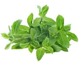 See full amazon price history chart for Ugrow Fesh Mint/pudina Organic Seeds (Pack of 25 Seeds) Ugrow Fesh Mint/pudina Organic Seeds (Pack of 25 Seeds) (B09Y3D5PXT) Amazon Price History, Amazon Price Tracker