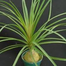 Gurveplantationi Very Beautiful Ponytail Palm Lolina Fountain Nolina Live Genuine Variety Indoor Plant for Home and Offices with Plastic Pot (B0CGQ4K1PR) Amazon Price History, Amazon Price Tracker
