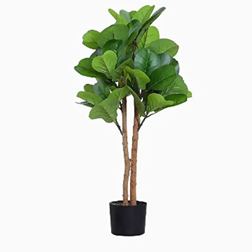Ficus Bonsai Groß Die 15 besten Produkte im Vergleich