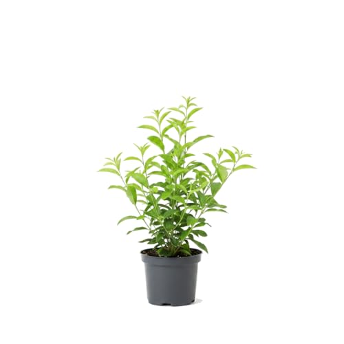 Planta Natural Aromática Galán de Noche Cestrum Nocturnum en Maceta de 17 cm DECOALIVE