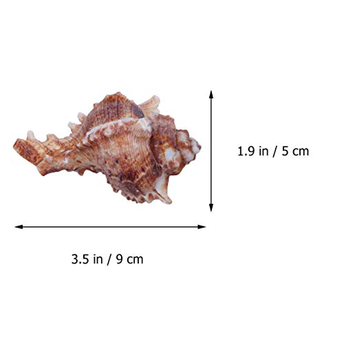 WINOMO 2Pcs Concha Aquário Ornamento Concha Em Miniatura Acessório Grande Concha Decorativa para Cas
