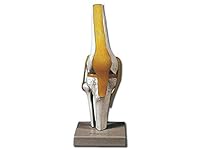 Gima - Sehr detailliertes anatomisches Modell des menschlichen Kniegelenks mit Meniskus und Patellarsehnen, 1X-Vergrößerung