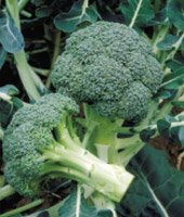 Go Green Broccoli Hybrid Green -30 Seeds