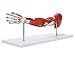 Wellden Product Medical Anatomical Muscular Arm Model, 7 Parts, Life Size