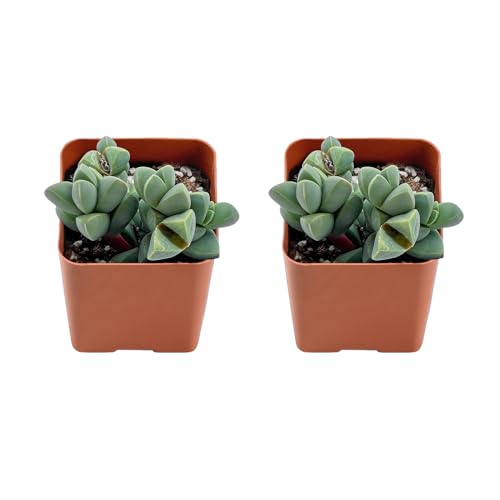 Succulents Set, 2 Pack Ice Plant, Live Succulents Fully Rooted, Approx 2-inch Large, Unique Gift