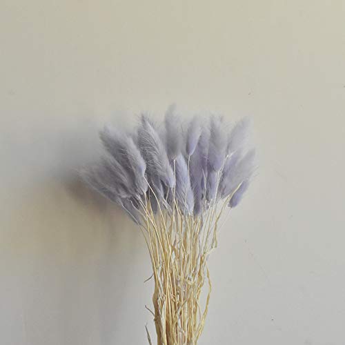 Haozhixin 50PCS Dried Grass Bouquet Natural Bunny Tail Grass Rabbit Tails Dried Flowers Boho Eternal Grass Decor for Flower Arrangements Wedding Home Decor