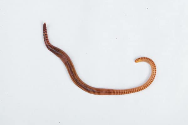 Small Dendrobaena Worms - Approx 35 (50-75mm) Live Food for Reptiles, Amphibians & Fishing Bait