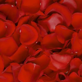 Globalrose 5000 Fresh Red Rose Petals - Real Petals With Fast Delivery - Perfect For Valentine´s Day #TOP3