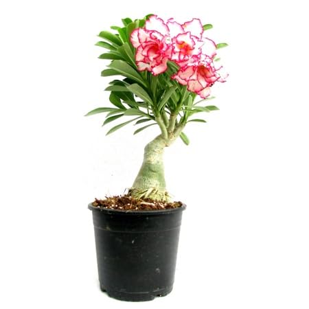 Mphmi Live Plant Nursery NCR Plant Adenium Flower plant Fairy (Grafted) - Adenium plants obesum Desert Rose Plant (B0C4H2B7YG) Amazon Price History, Amazon Price Tracker