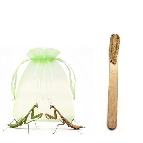 Carolina Praying Mantis Egg Case on a Wooden Stick Attached with Outdoor Hatching Bag(One Carolina Praying Mantis Egg) Includes 50-200 Nymphs | Perfect for STEM Education Eco-Friendly Garden