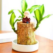 Brazilian wood plant lucky wood Pack of 1 live plant (B0DH2L47J2) Amazon Price History, Amazon Price Tracker
