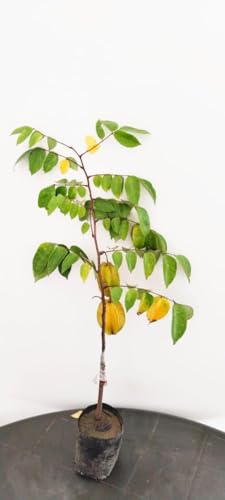 Kamarakh Hybrid Live Plant – High-Yield, Sweet Star Fruit Tree | Live Fruiting Plant for Pot & Terrace Gardening (1 Healthy Live Plant)